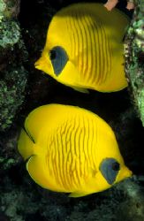 Masked butterfly fish.One for Mrs C.
F50,20mm. by Derek Haslam 
